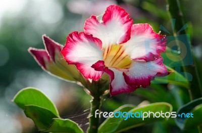  Azalea Flowers Blooming White Color Phu Echea Guard And Sun Stock Photo