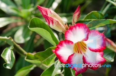  Azalea Flowers Blooming White Color Phu Echea Guard And Sun Stock Photo