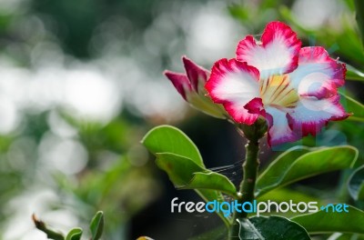  Azalea Flowers Blooming White Color Phu Echea Guard And Sun Stock Photo