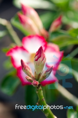  Azalea Flowers Blooming White Color Phu Echea Guard And Sun Stock Photo