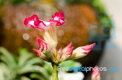  Azalea Flowers Blooming White Color Phu Echea Guard And Sun Stock Photo