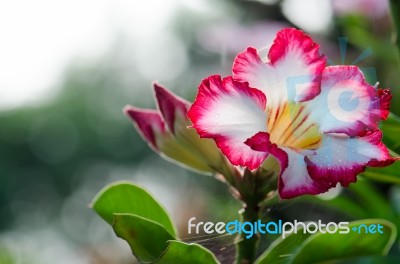  Azalea Flowers Blooming White Color Phu Echea Guard And Sun Stock Photo