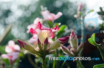  Azalea Flowers Blooming White Color Phu Echea Guard And Sun Stock Photo