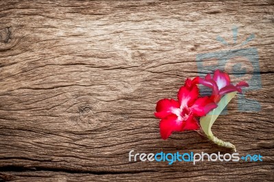 Azalea Flowers On Texture Of Bark Wood Use As Natural Background… Stock Photo