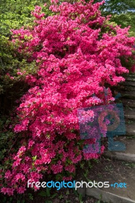 Azaleas In Full Bloom Stock Photo