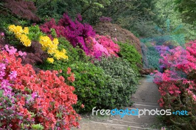 Azaleas In Full Bloom Stock Photo