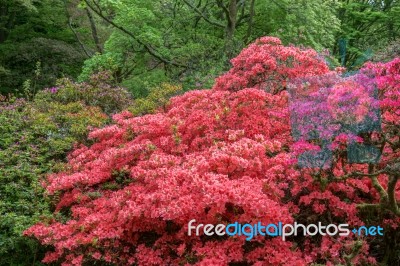 Azaleas In Full Bloom Stock Photo