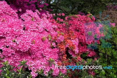 Azaleas In Full Bloom Stock Photo