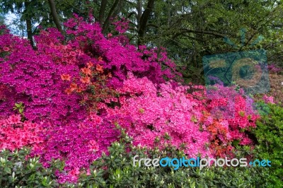 Azaleas In Full Bloom Stock Photo