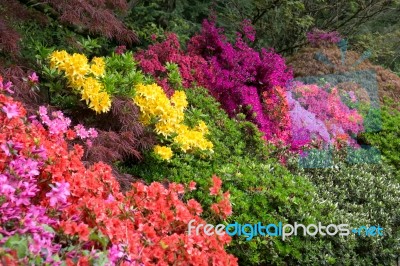 Azaleas In Full Bloom Stock Photo