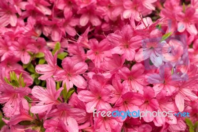 Azaleas In Full Bloom Stock Photo