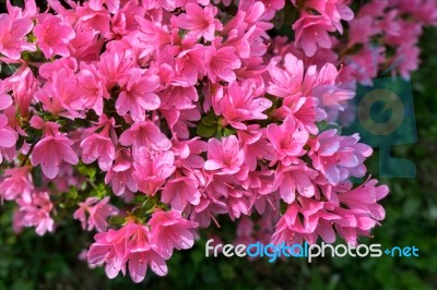 Azaleas In Full Bloom Stock Photo