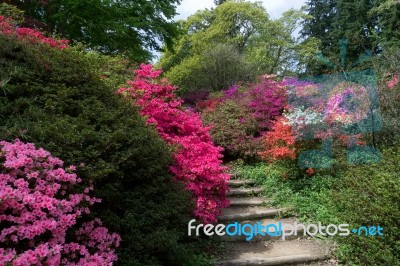 Azaleas In Full Bloom Stock Photo