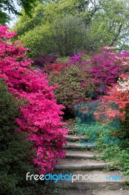 Azaleas In Full Bloom Stock Photo