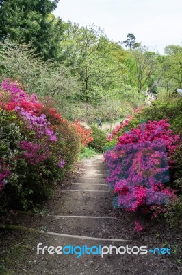 Azaleas In Full Bloom Stock Photo