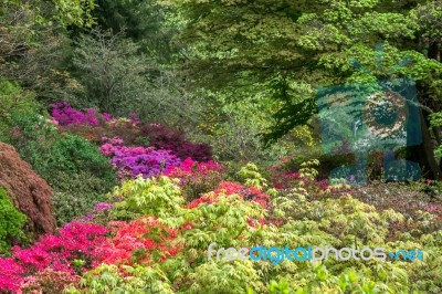 Azaleas In Full Bloom Stock Photo