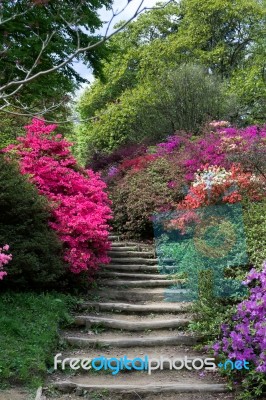 Azaleas In Full Bloom Stock Photo