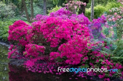 Azaleas In Full Bloom Stock Photo