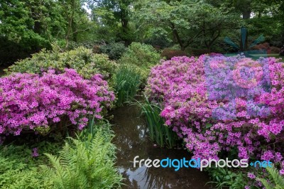 Azaleas In Full Bloom Stock Photo