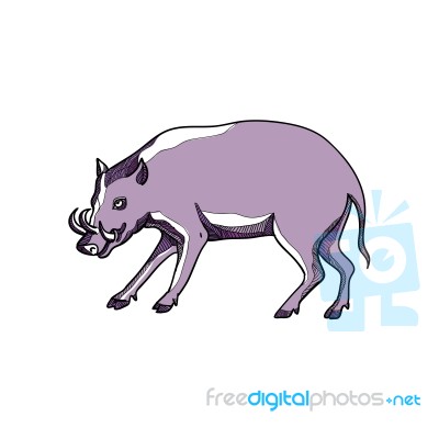 Babirusa Or Deer Pig Drawing Stock Image