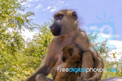 Baboons Portrait Stock Photo