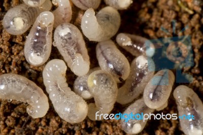 Baby Ant Larva Stock Photo