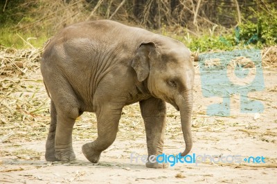 Baby Asian Elephant Stock Photo