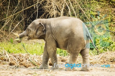 Baby Asian Elephant Stock Photo