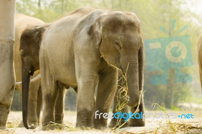 Baby Asian Elephant Stock Photo