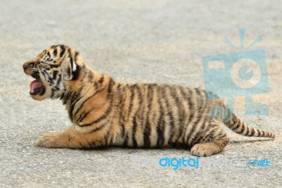 Baby Bengal Tiger Stock Photo