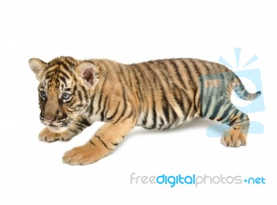 Baby Bengal Tiger Stock Photo