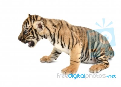 Baby Bengal Tiger Stock Photo