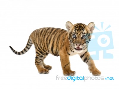 Baby Bengal Tiger Stock Photo