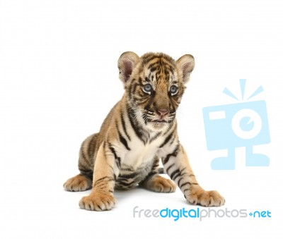 Baby Bengal Tiger Stock Photo