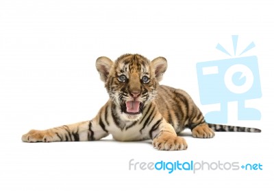 Baby Bengal Tiger Stock Photo