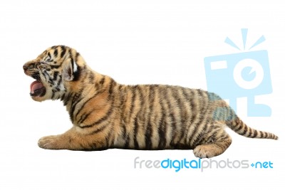 Baby Bengal Tiger Isolated Stock Photo