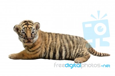 Baby Bengal Tiger Isolated Stock Photo