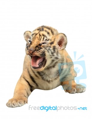 Baby Bengal Tiger Isolated Stock Photo