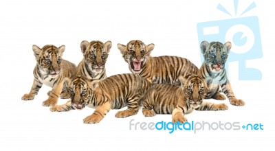 Baby Bengal Tiger Isolated Stock Photo