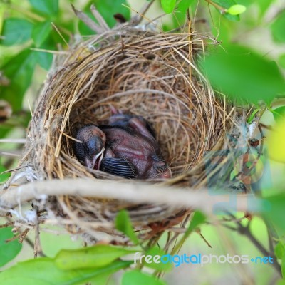 Baby Bird Sleeping Stock Photo