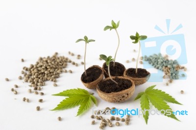 Baby Cannabis Plant Green Leaves Raw Hemp Seeds Stock Photo