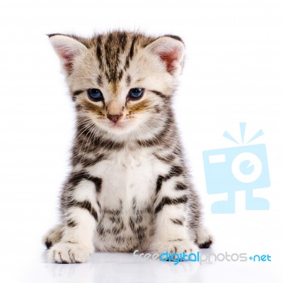 Baby Cat Stock Photo