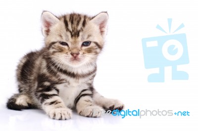 Baby Cat Lying On Floor Stock Photo