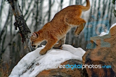 Baby Cougar Stock Photo