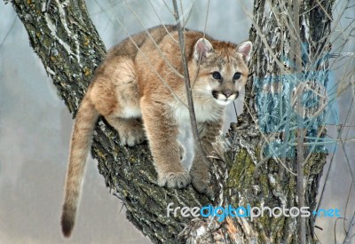 Baby Cougar Stock Photo