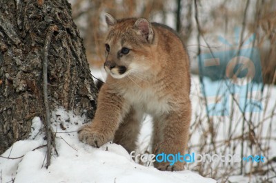 Baby Cougar Stock Photo