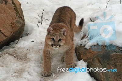 Baby Cougar Stock Photo