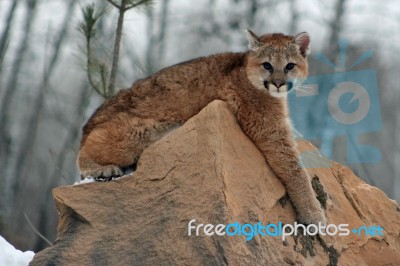 Baby Cougar Stock Photo