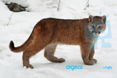 Baby Cougar Stock Photo