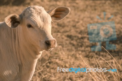 Baby Cow In The Countryside Stock Photo